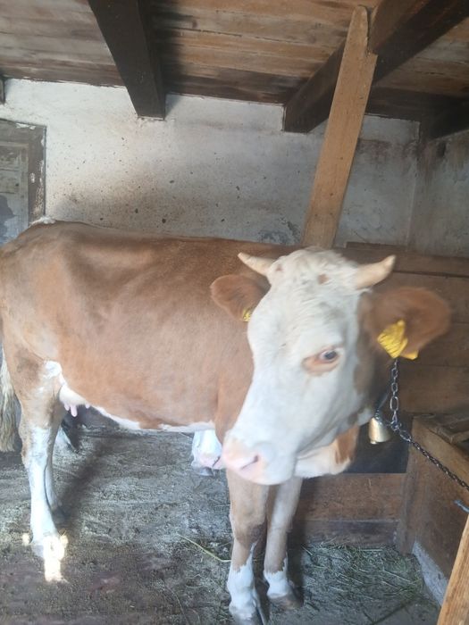 Vând vacă cu vițea