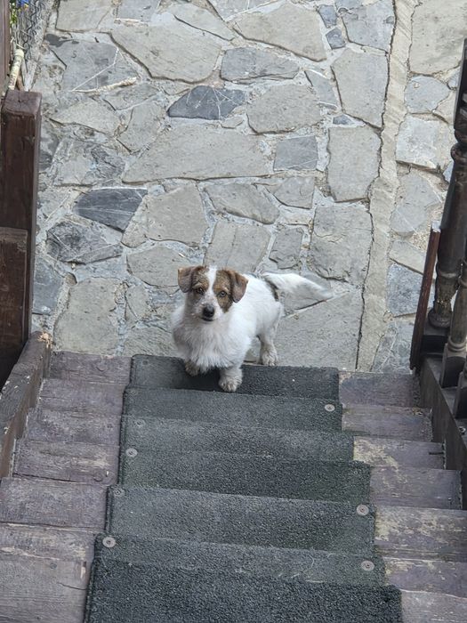 Donez cățelușa caut o persoană serioasă  care să  o iubească