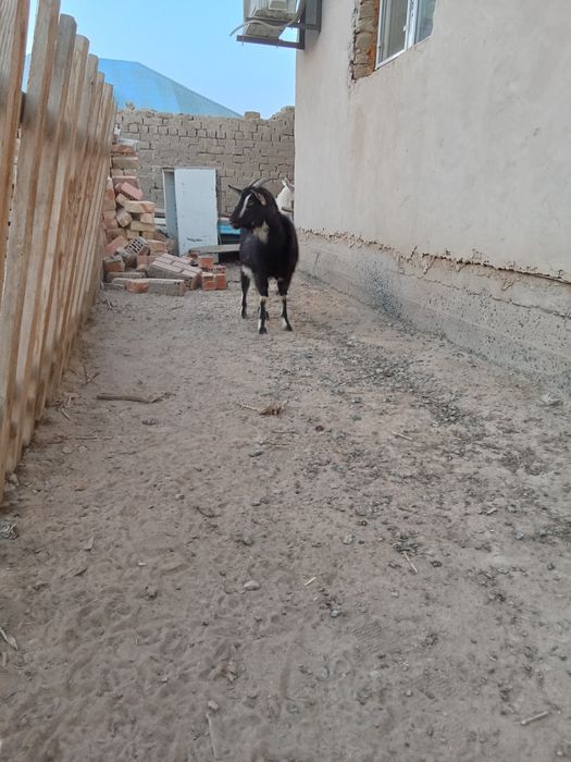 Алпи шибиш сатылады