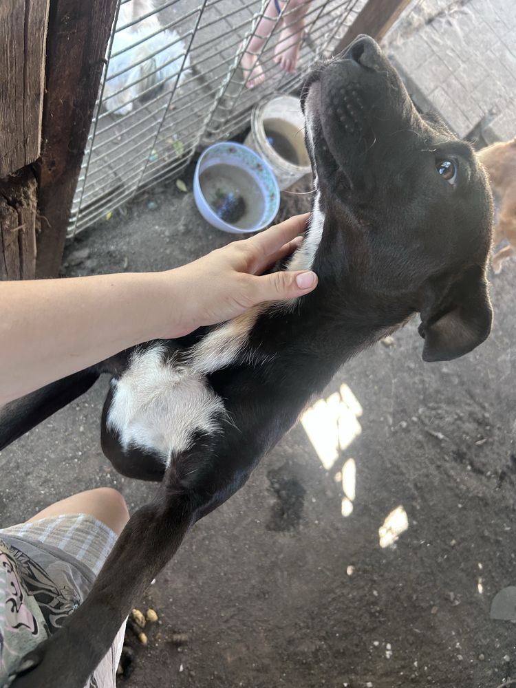 Adoptie catel talie mare