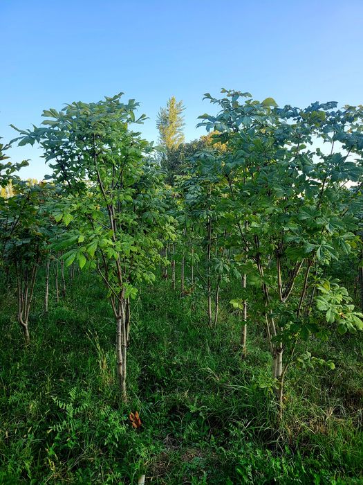 Разные декоративные растений и ёлки