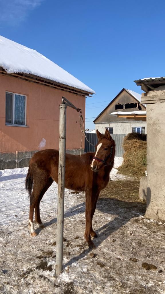 Жабагы сатылады таза канды ,Әр кайсысы төрт жузминнен.