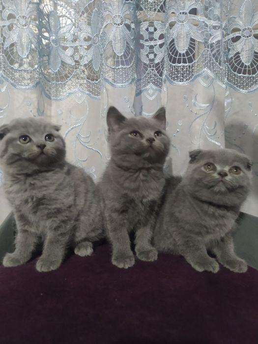 Продам котят.    Фолд и страйт