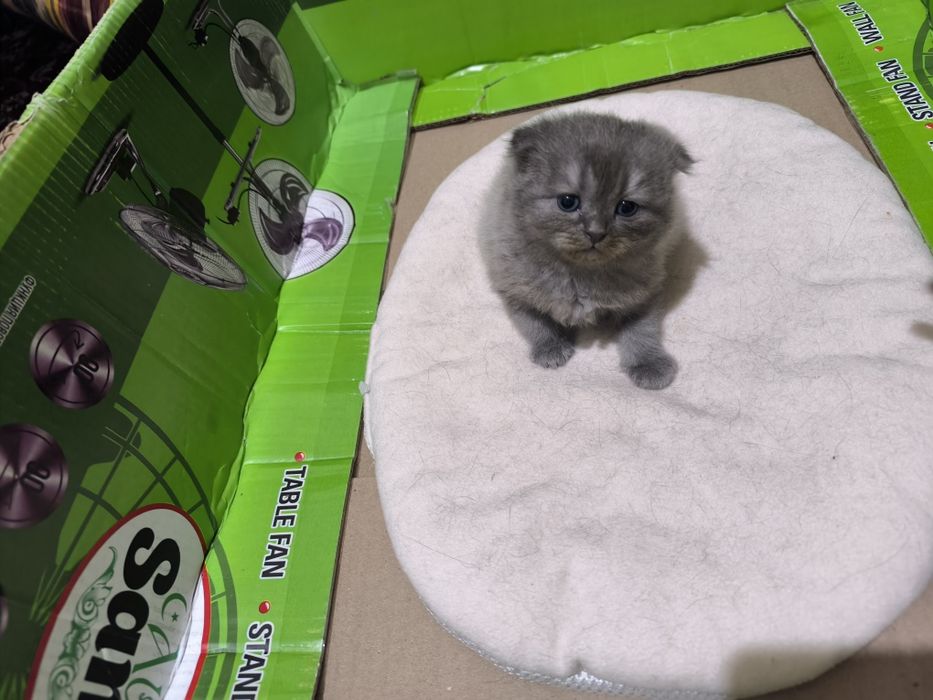 Зотдор скоттиш фолд мушук сотилади