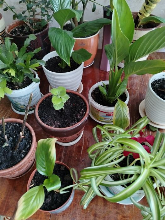Комнатные цветы  все по 1500. Распродажа.