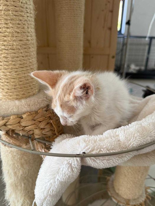 Adoptie pisicuta - ia ma acasa si te voi iubi neconditionat