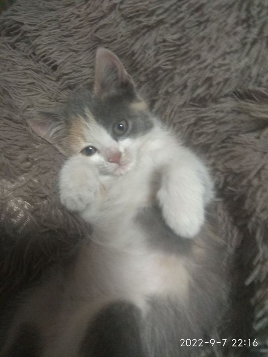Отдам котенка в хорошие руки.
