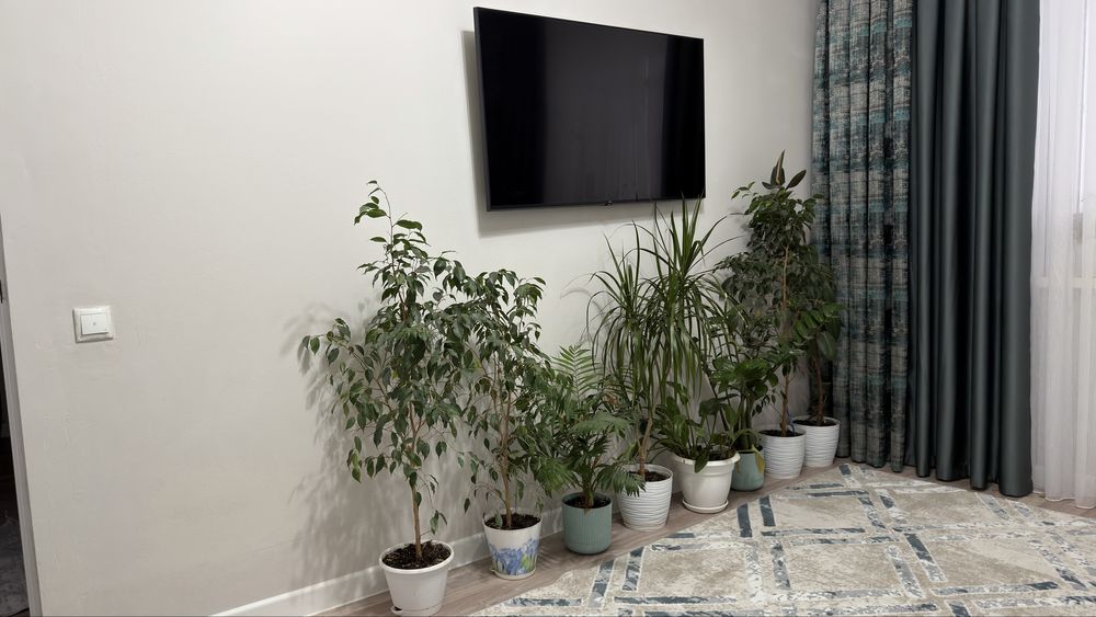 Комнотный цветы комнатные растения