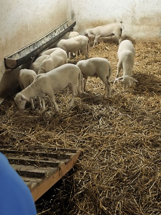 Vând berbecuți din rasa de oi lacune .