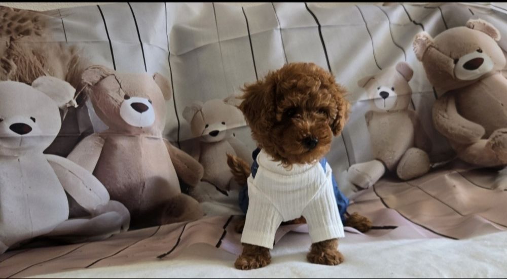 Пудел той / Мини Poodle toy с родословие