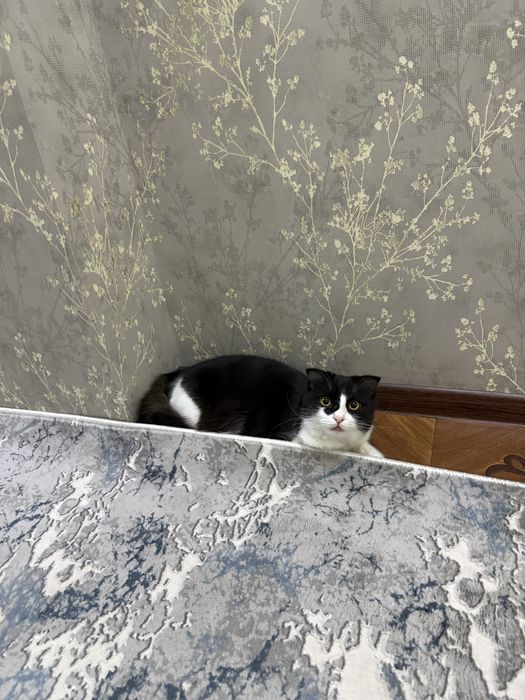 Отдам даром кота смешаный с вислоухим