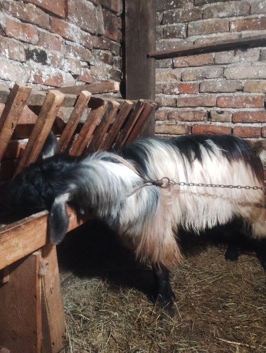 Продавам младо пръчле + шилета