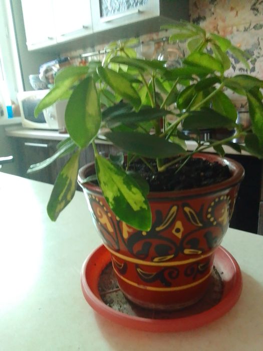 Цветы в горшках.