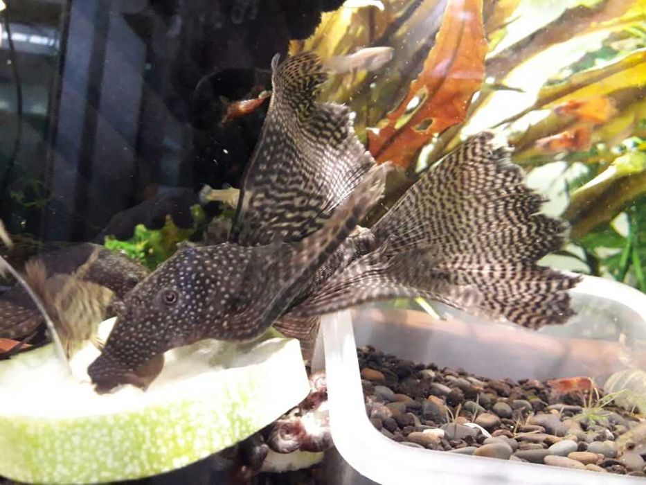 Аквариумы и все для них