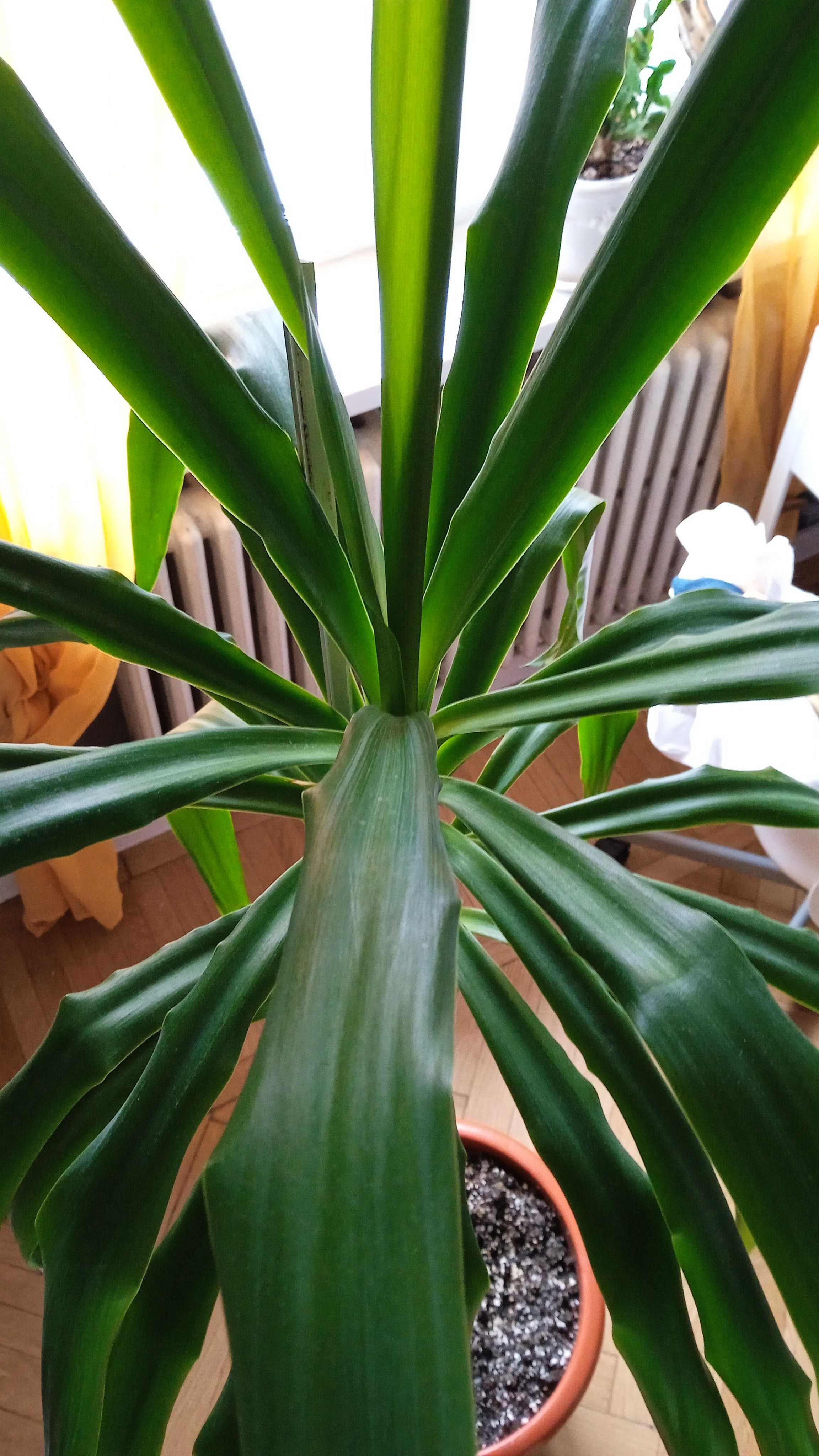 Plantă naturală pentru apartament / Yucca 180 cm / plantă în ghiveci
