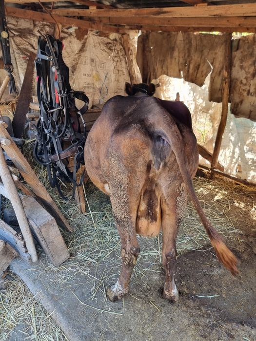 Vând vacă gestantă