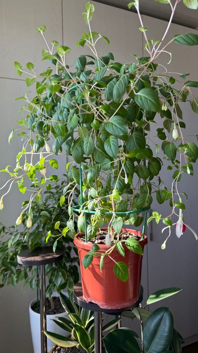 Продается фуксия