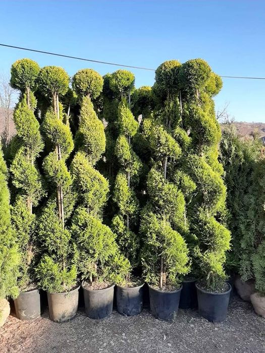 Plante ornamentale calitatea 1 la cel mai bun preţ se ofera livrare