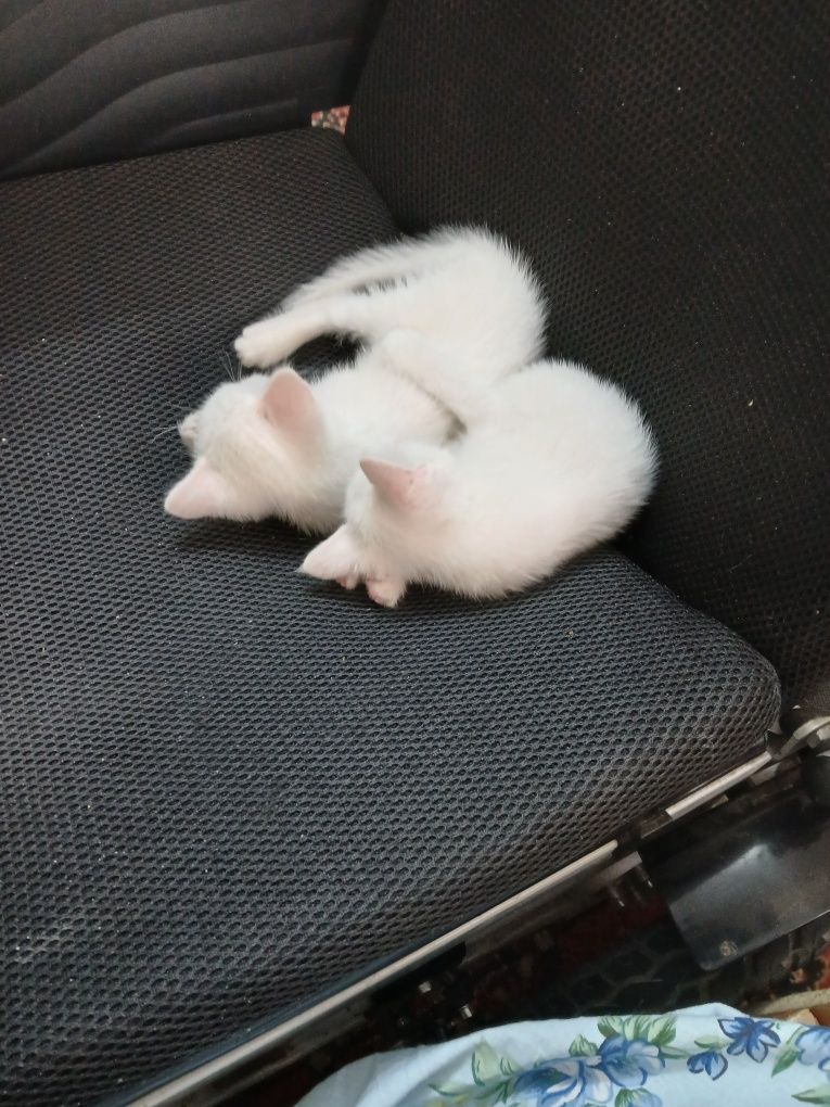 Мушук боллари котята