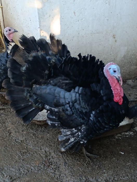 Пуяк за клане или гледане