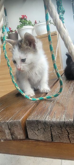 Donez un pisoi foarte dragut si jucaus