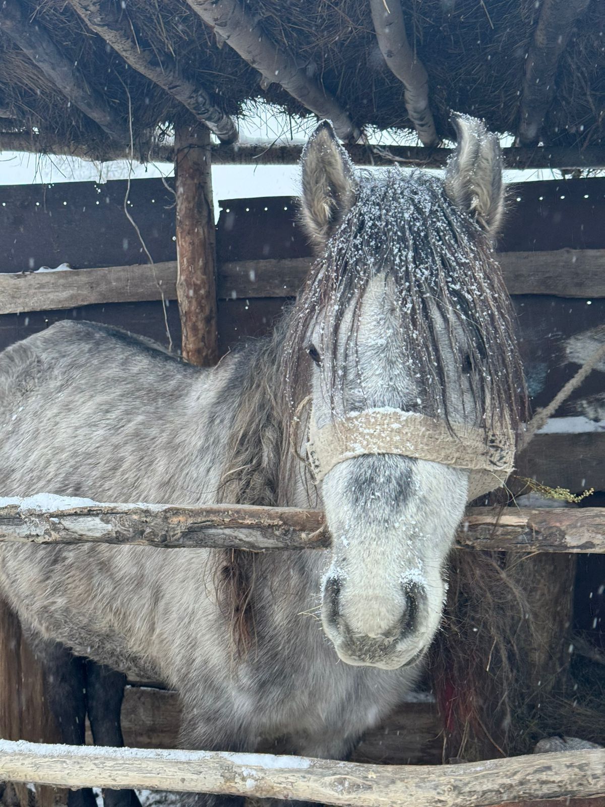 Айғыр 5жасар ,мінілген.