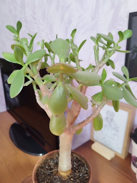 Продам комнатные цветы