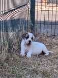 Dog Argentinian Fetita