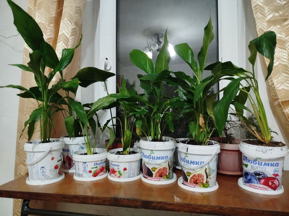 Спатифиллум - женское счастье, комнатные цветы