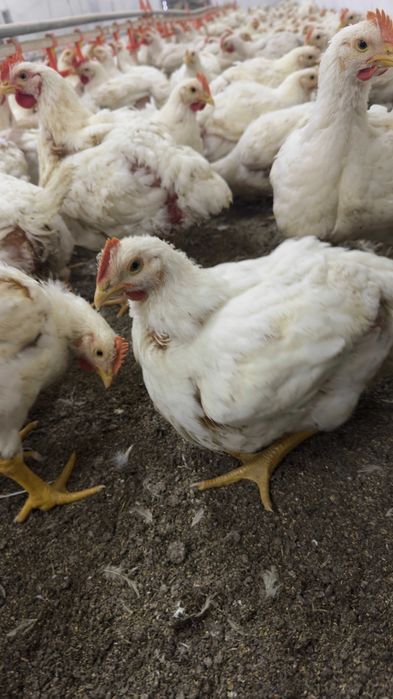 Продам домашнюю курицу – 1100 тг/кг (живая)