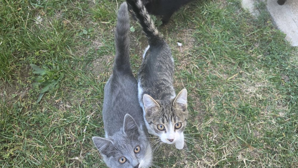 Adoptie pisici gratuit !