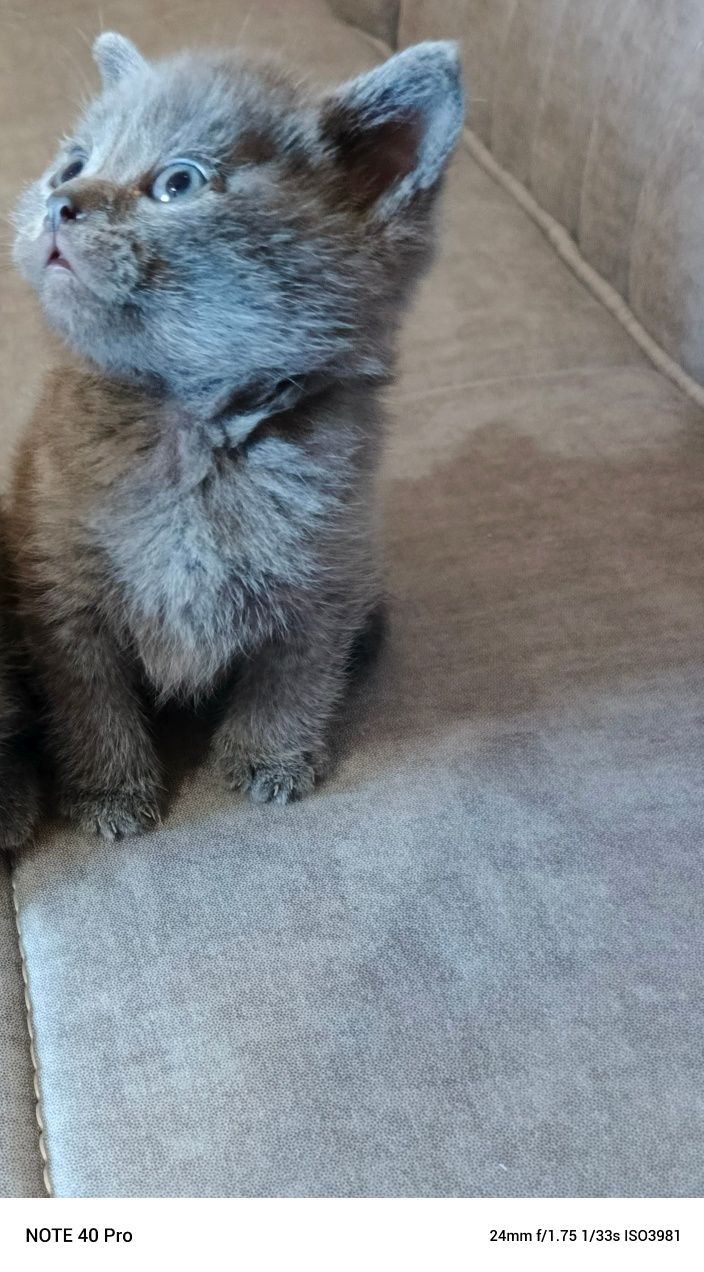 Скотш Страйт мушукча