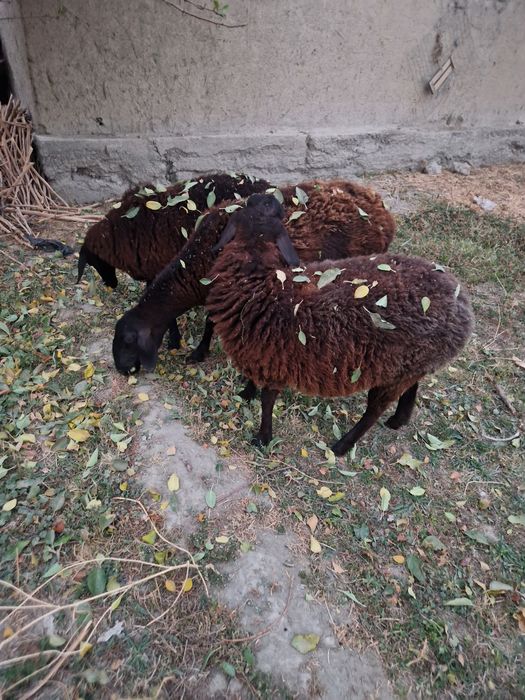 Куйлар сотилади  экзак