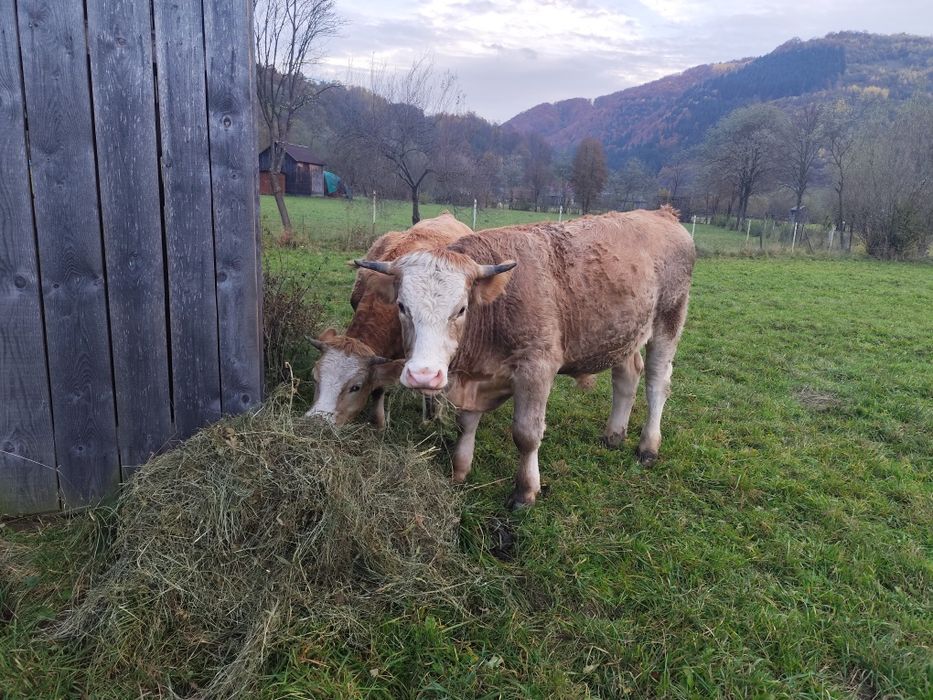 Tăuraș de vânzare
