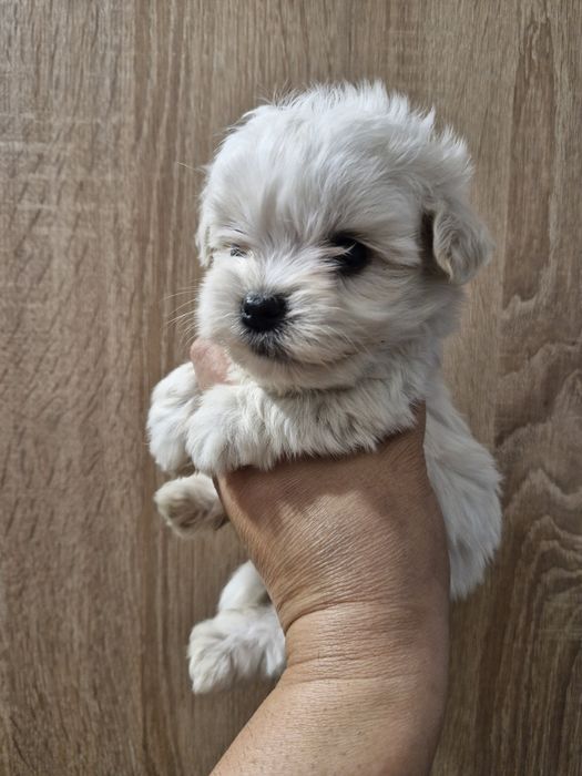 Bishon mini toy - 1000 lei