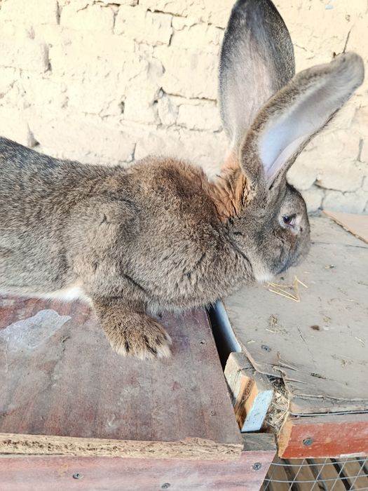 Quyon zotli qoni toza paroda FLANDER SAMECH ERKAK