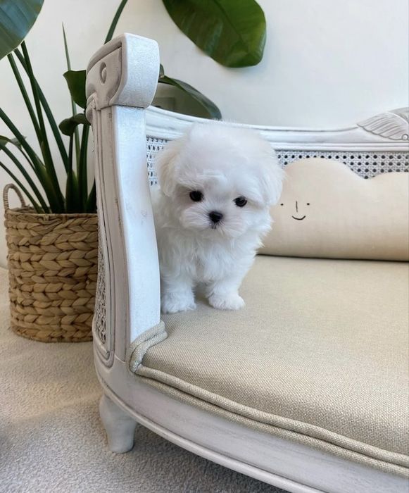 Bichon Maltez Mini Toy