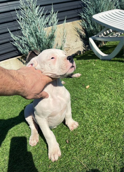 Dog Argentinian Dogo Argentino Pedigree