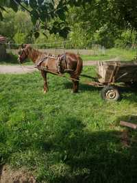 Vând cal și căruță