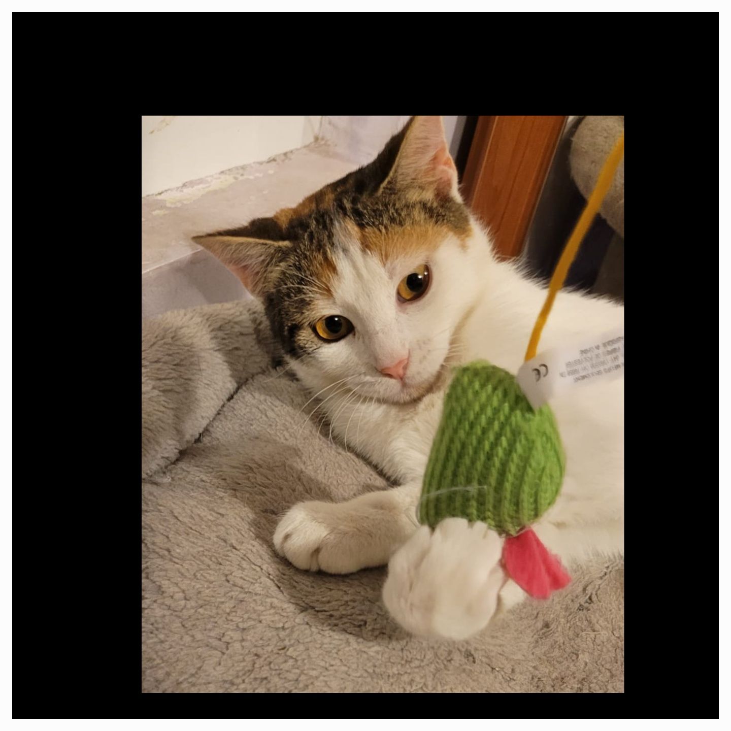Adoptie pui pisica calico sterilizata Adelina Pestrița