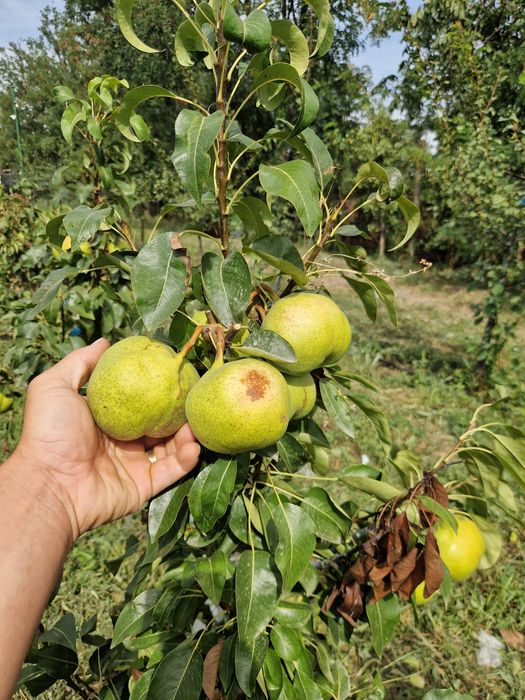 Pomi fructiferi de la producător