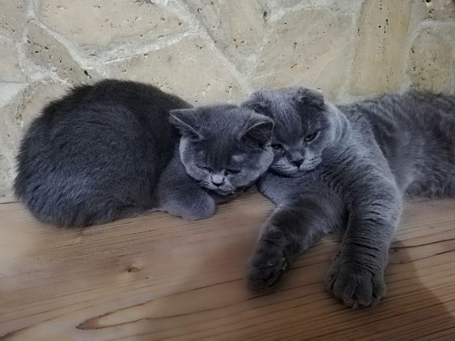 Pisicuta brittish shorthaor blue