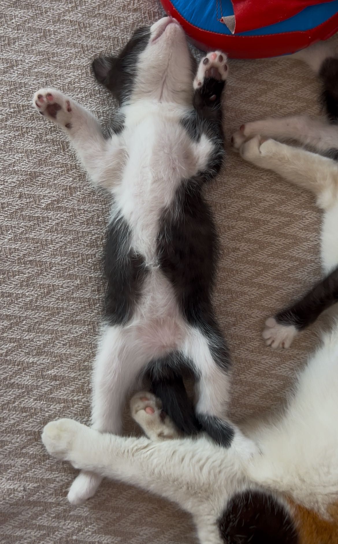Котенок в добрые руки