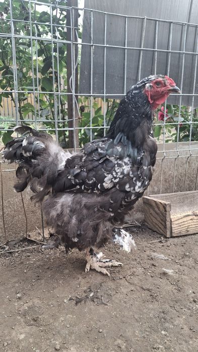 Vând găină brahma negru bobat