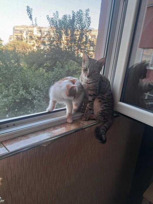Котенца за осиновяване