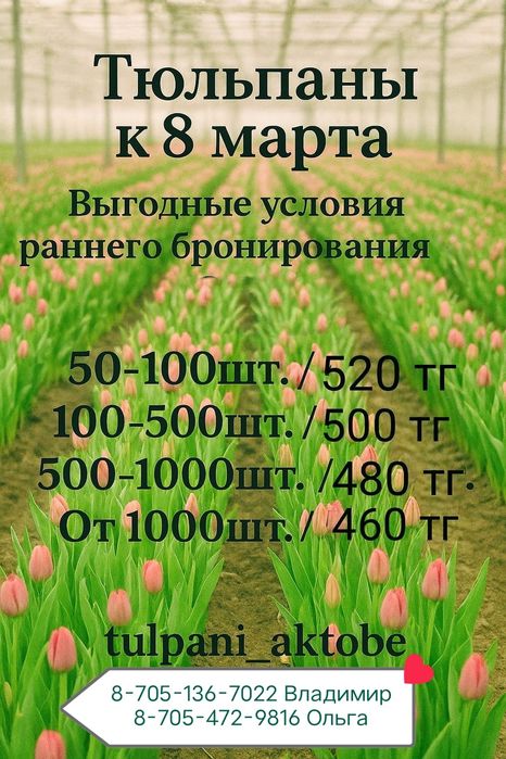 Предзаказ тюльпанов
