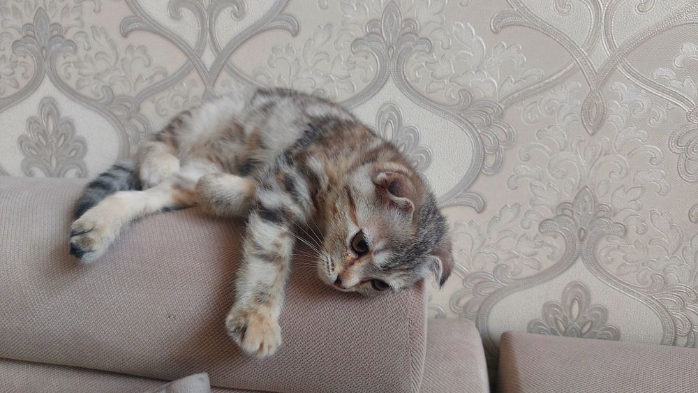 Кошка шотландская вислоухая кошка