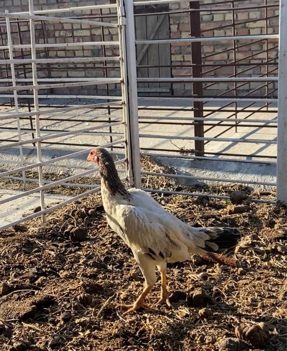 Японка чистокровная