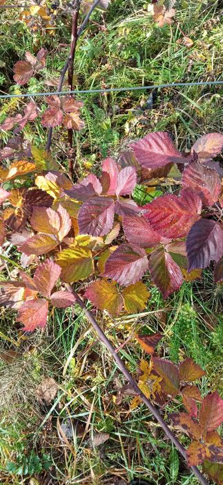 Vând butași mur fara spini