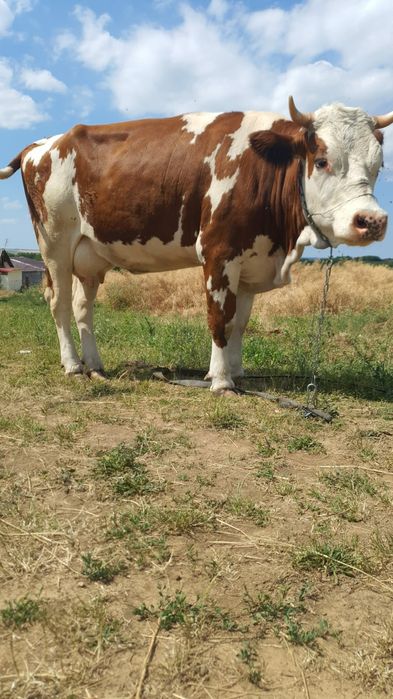 Vaca baltata in varsta de 3 ani insamintata in luna a patra.
